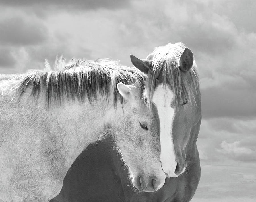 Wild Horses Warm Embrace Photograph by Barbara Sophia Travels