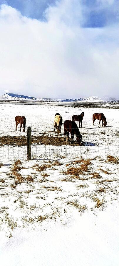 Horse Photograph - Wild horses Wyoming by Yvonne Stracener
