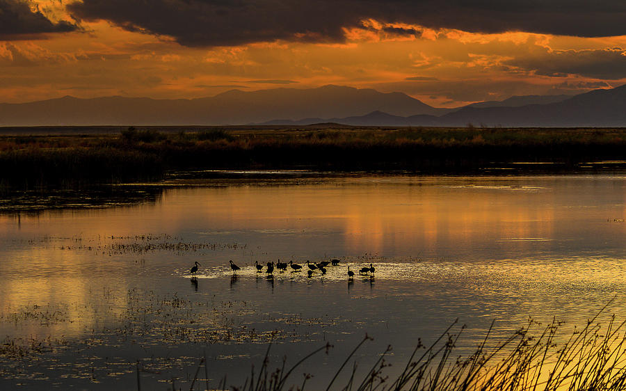 Wild Ibis At Sunset In Idaho Photograph by Yeates Photography