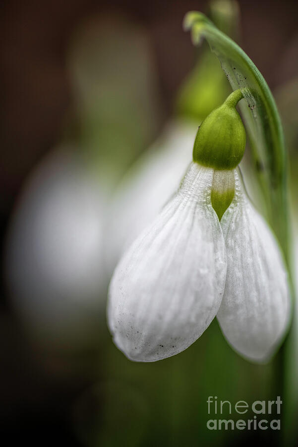 Wild Ice Lily Photograph by Pamela Dunn-Parrish - Fine Art America