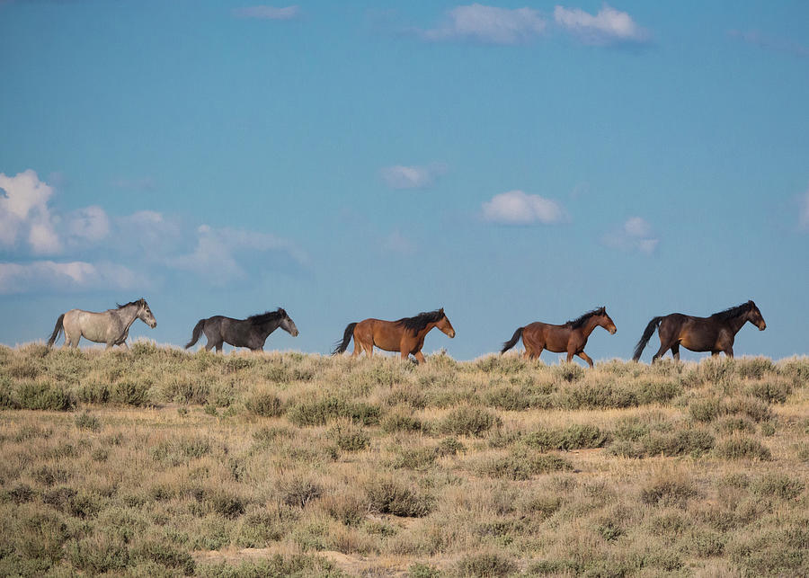 Wild In The Wind Photograph By G Garton - Fine Art America