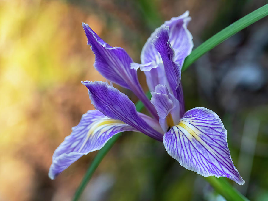 Wild Iris #1 Photograph by Carla Brennan