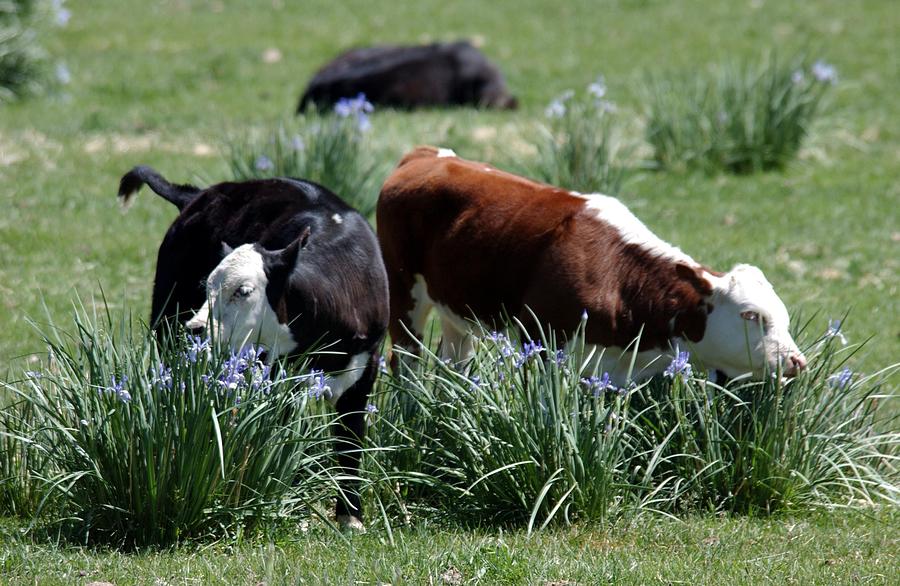 Wild Iris and Cows Photograph by Bonnie Colgan