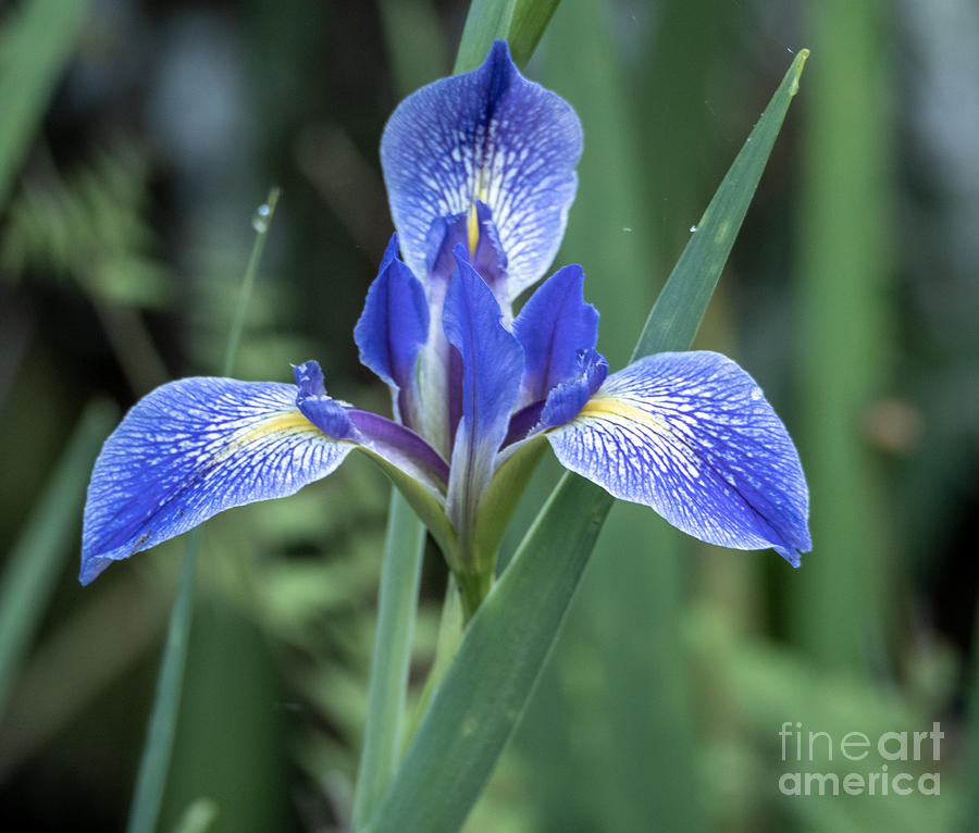 Wild Iris beckons in the Florida Spring Photograph by L Bosco