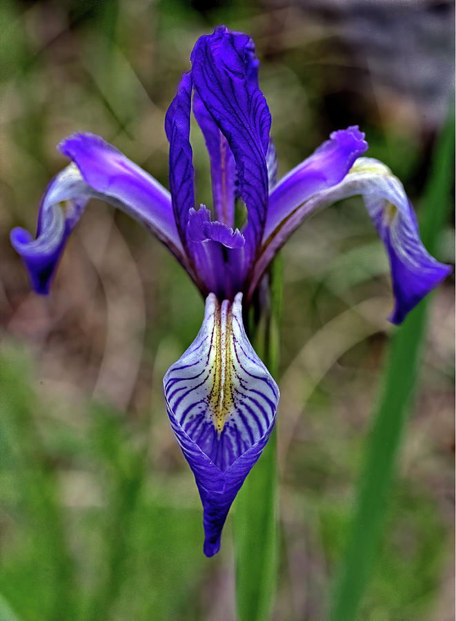 Wild Iris Photograph by Bob Falcone