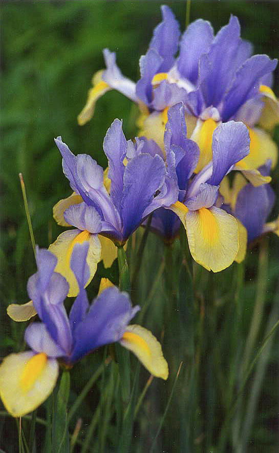 Wild Iris Photograph by Bonnie Colgan