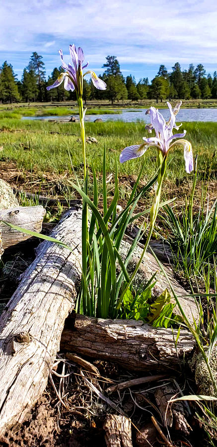 Wild Iris Photograph