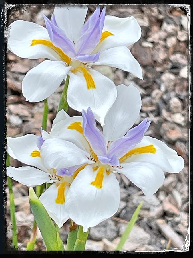 Wild Iris Flowers Digital Art by Kathleen Boyles