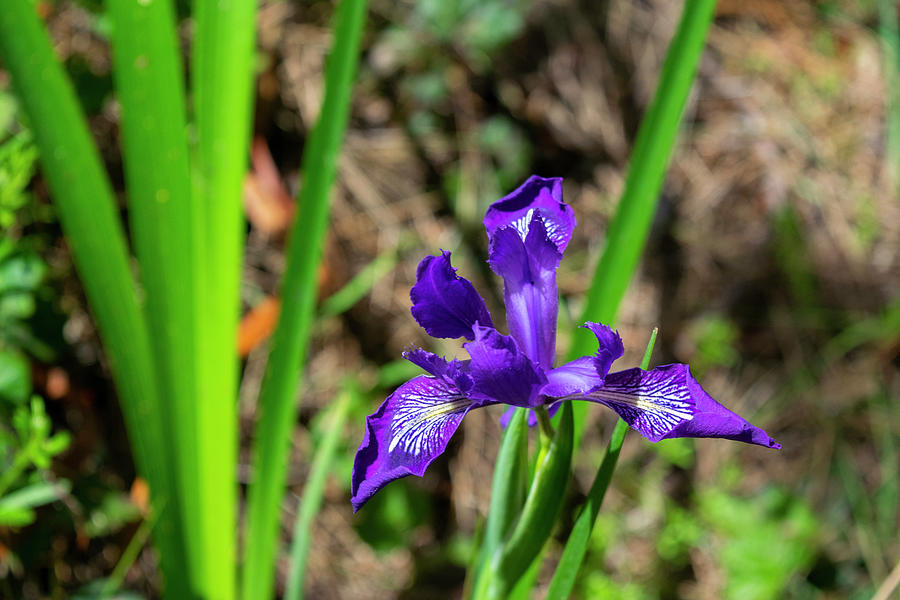 Wild Iris Photograph by Frank Wilson