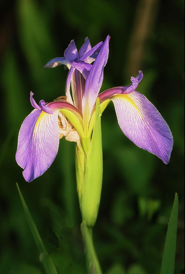 Wild Iris Photograph by Gordon Ripley