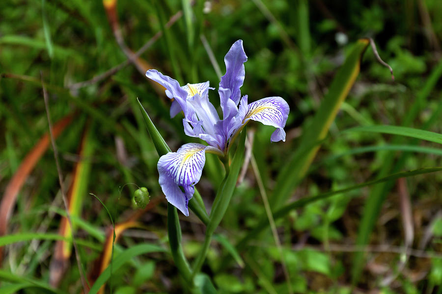 Wild Iris in Bloom Photograph by Rick Pisio