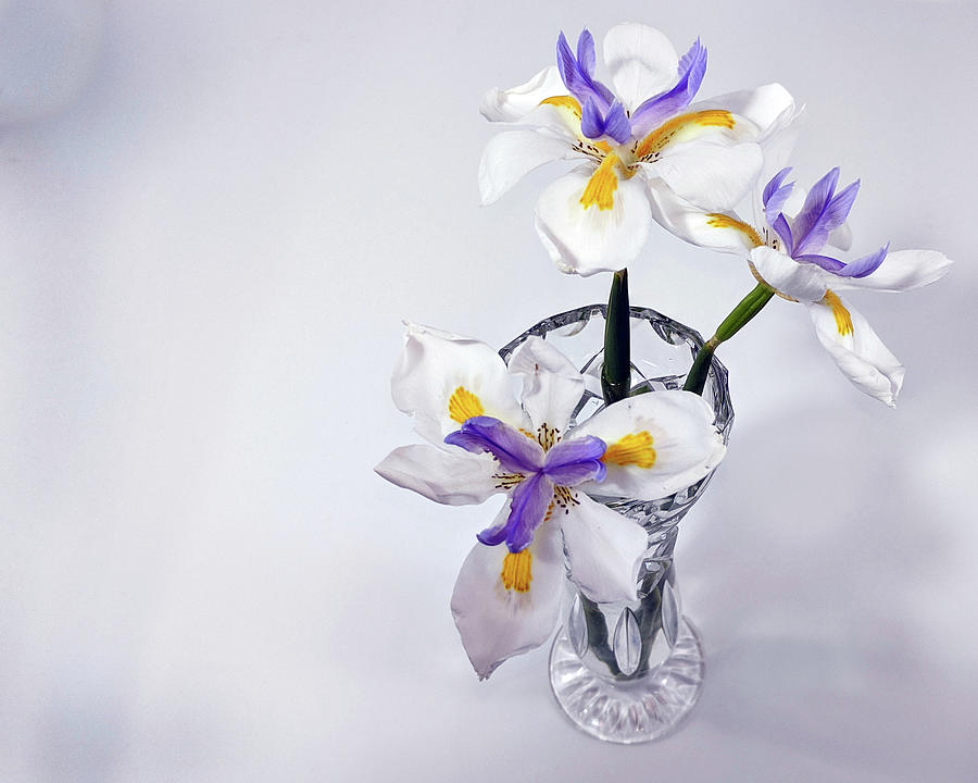 Wild Iris in glass vase. Photograph by Geoff Childs