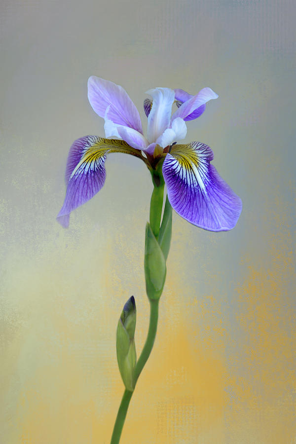 Iris Photograph - Wild Iris by Isabela and Skender Cocoli