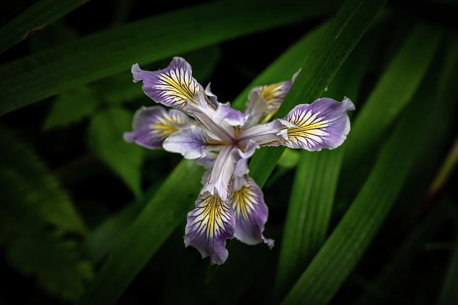 Wild Iris Photograph by Kelly VanDellen
