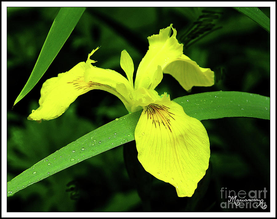 Wild Iris Photograph by Mariarosa Rockefeller