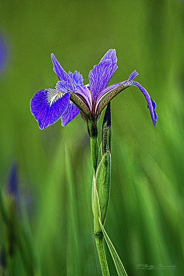 Wild Iris Photograph by Marty Saccone