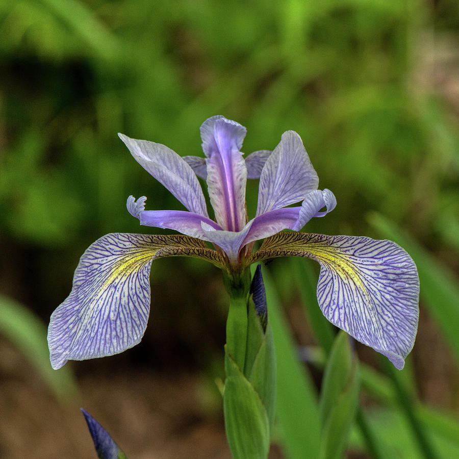 Wild Iris Photograph by Paul Freidlund