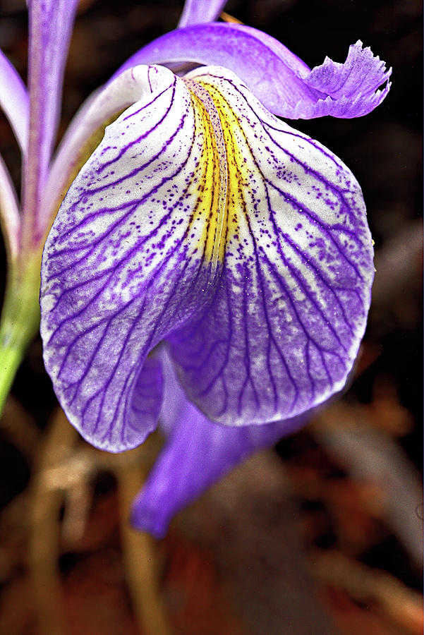 Wild Iris Petal Photograph by Bob Falcone