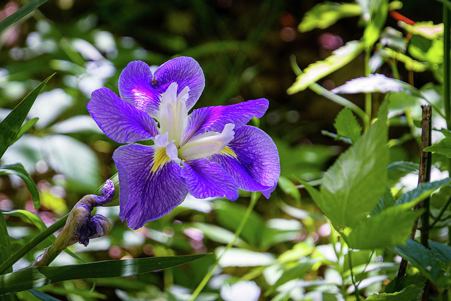 Wild Iris Photograph by Randy Bayne