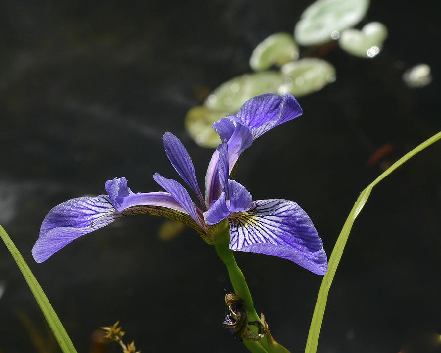 Wild Iris Photograph by Tana Reiff
