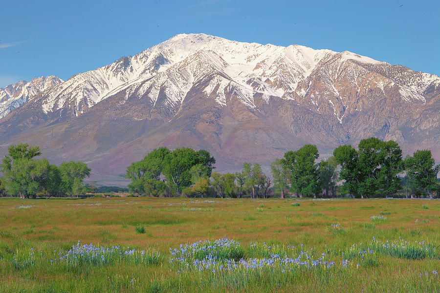 Wild Irises And Mount Tom In Eastern Sierra, California Photograph