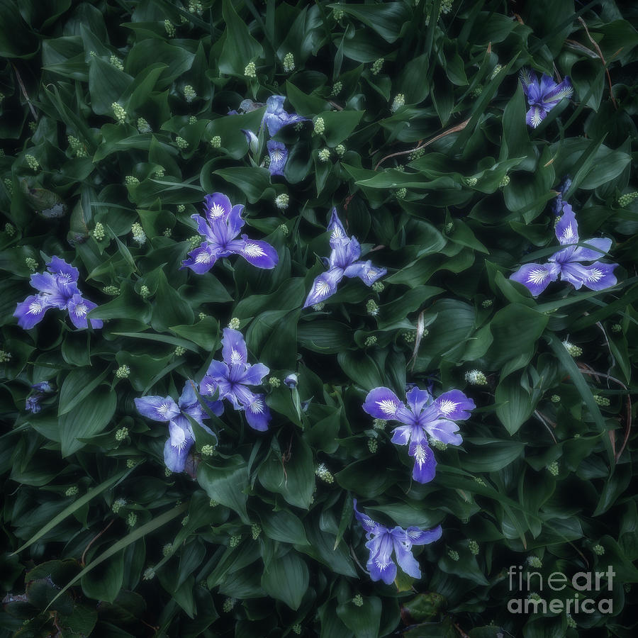 Wild Irises  Photograph by Masako Metz