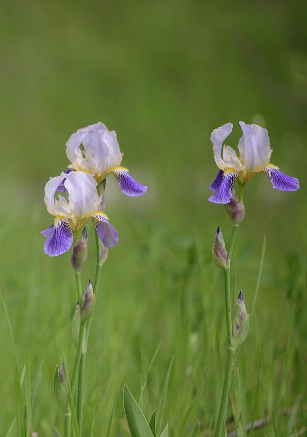 Wild Irises Photograph by Whispering Peaks Photography