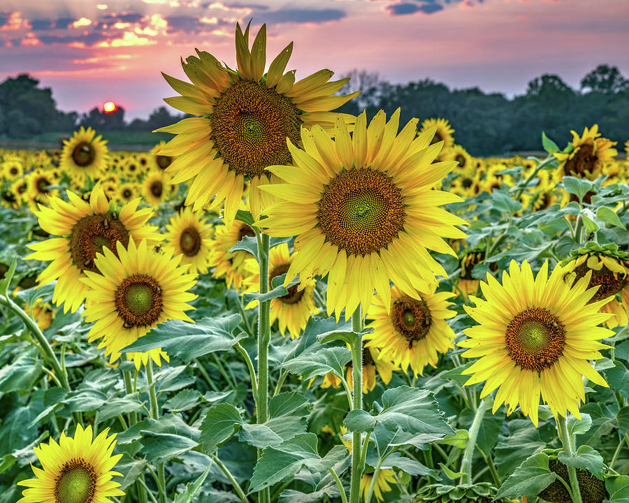 Wild Kansas Sunflowers At Sunset Photograph