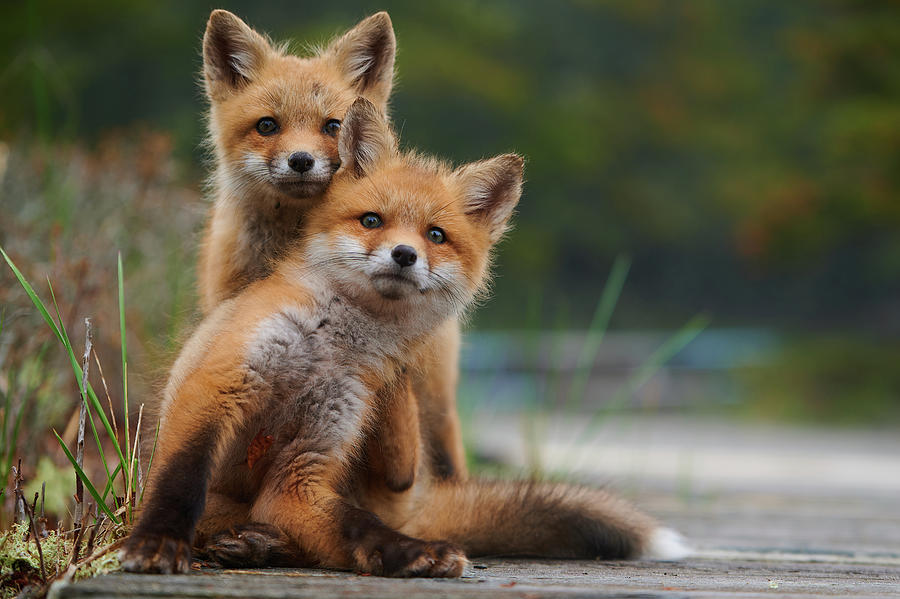 Wild Photograph - Wild kits by Curtis Patterson