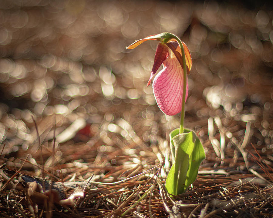 Wild Lady Slipper In The Morning Photograph by Kristia Adams