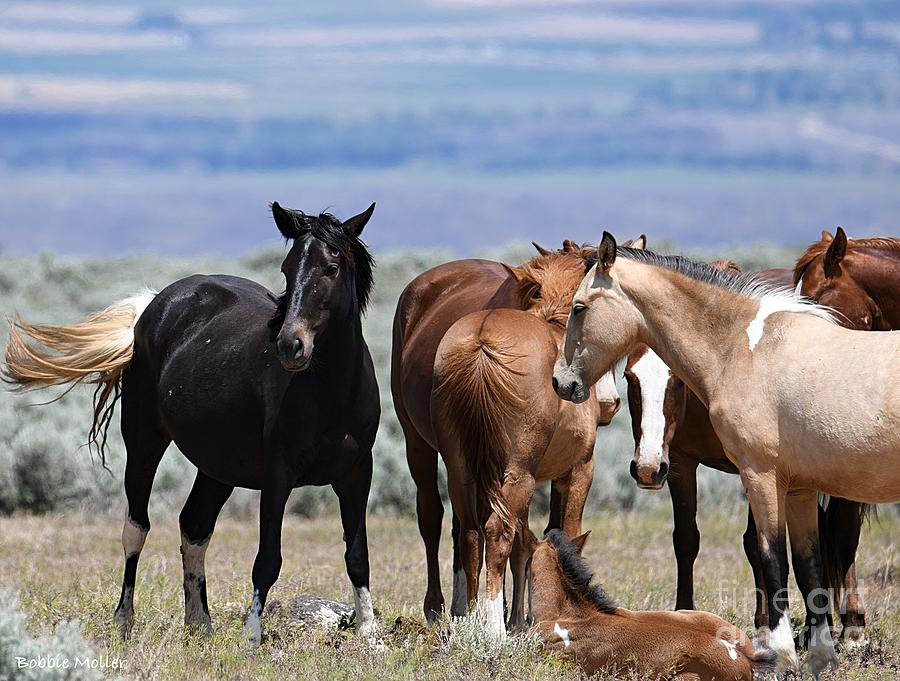 Wild Lead Mare On Watch Photograph By Bobbie Moller - Fine Art America