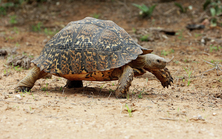 Wild Leopard Tortoise Photograph by Michael Peak - Fine Art America