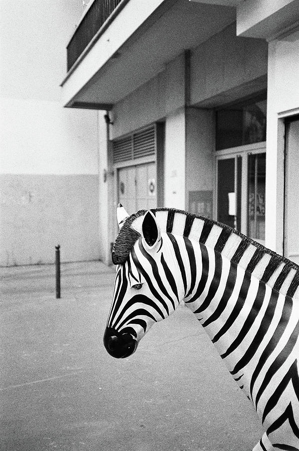 Wild life Photograph by Barthelemy de Mazenod