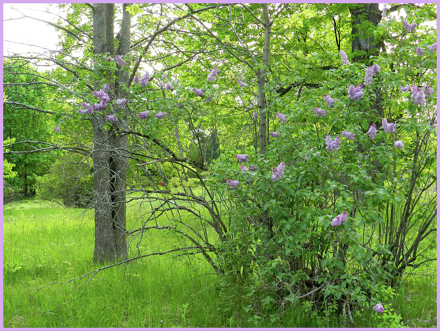 Wild Lilacs in the Meadow Photograph by Lise Winne