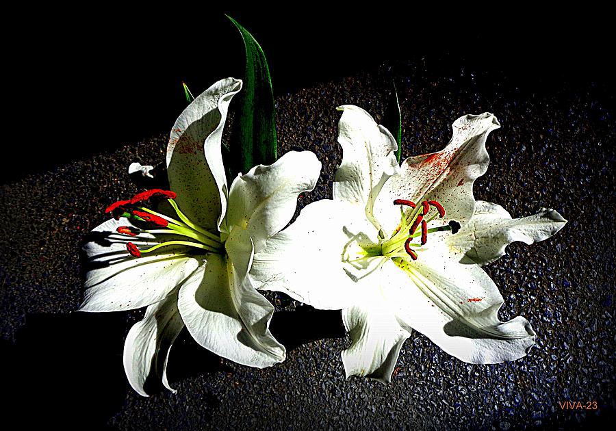 WILD  LILIES  -  FarFromTheMaddingCrowd Photograph by VIVA Anderson