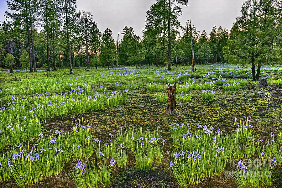 Wild Mountain Iris, Pinetop, White Mountains, Arizona Photograph by Don Schimmel