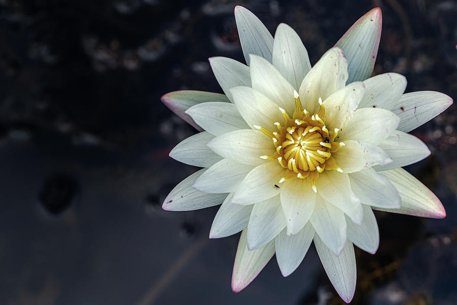 Wild Lily Photograph by Binoy Chacko - Fine Art America