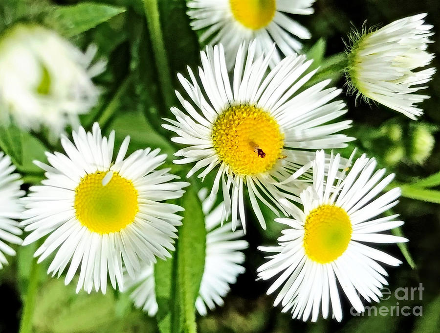 Wild Little Daisy Photograph by Kathy M Krause