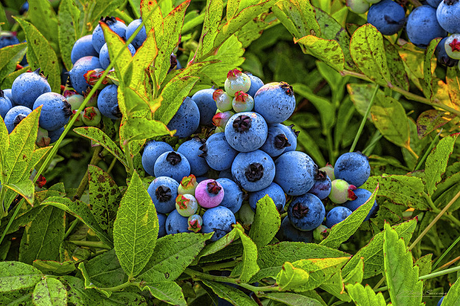 Wild Lowbush Blueberries, Machias ME Photograph by Marty Saccone