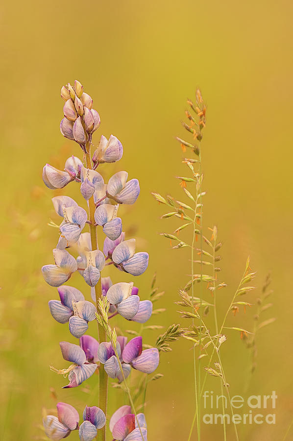 Wild Lupine and Grass in Michigan meadow FL10739 Photograph by Mark Graf