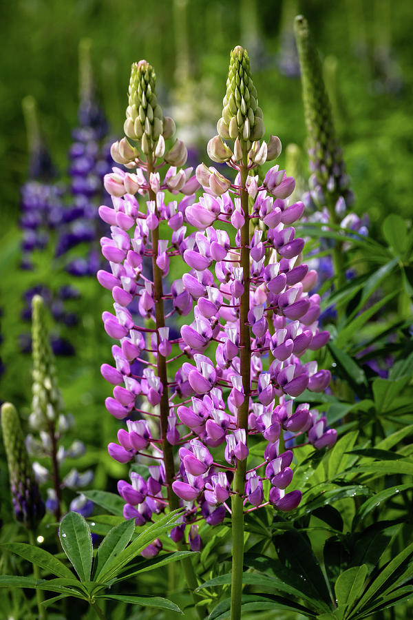 Wild Lupine Blooms in Maine Photograph by Craig A Walker