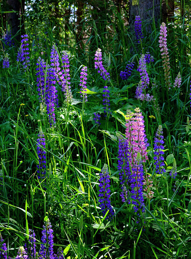 Wild Lupine in the Upper Peninsula Michigan Photograph by Mary Lee Dereske
