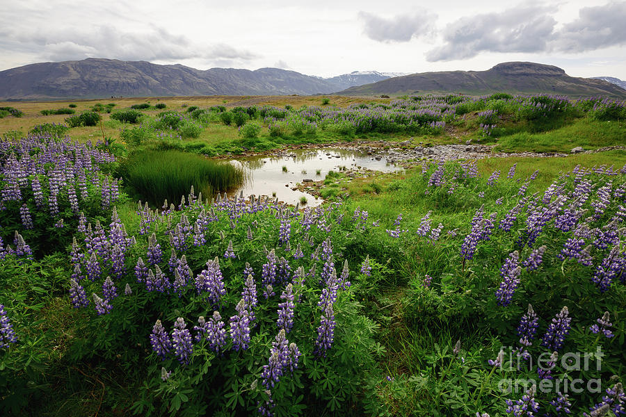 Wild Lupines Photograph by Eva Lechner