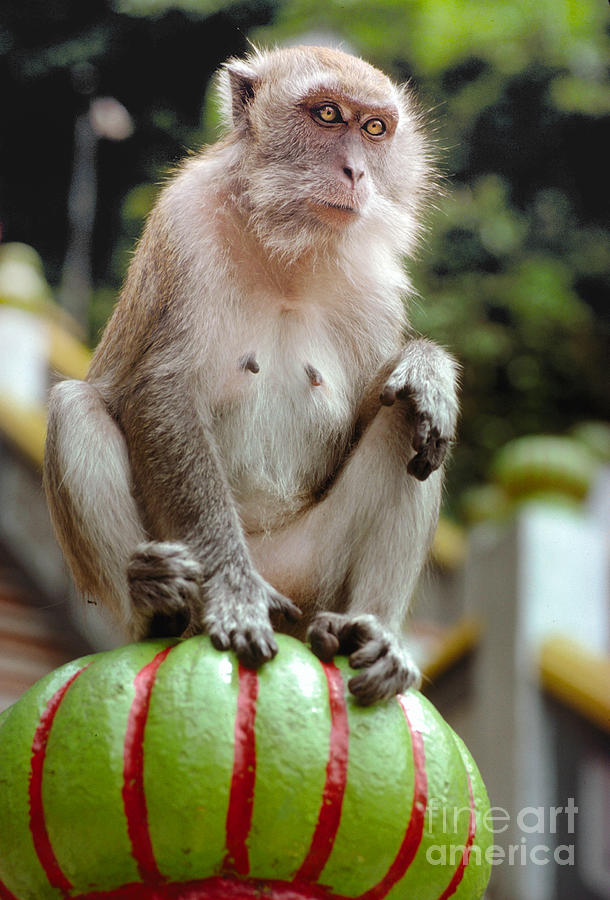 Wild Macaques Monkey At Batu Caves Malaysia Photograph By Wernher Krutein Fine Art America