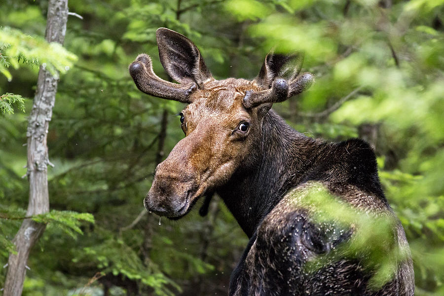 Wild Maine Moose on the Loose... Photograph by Scott Suriano
