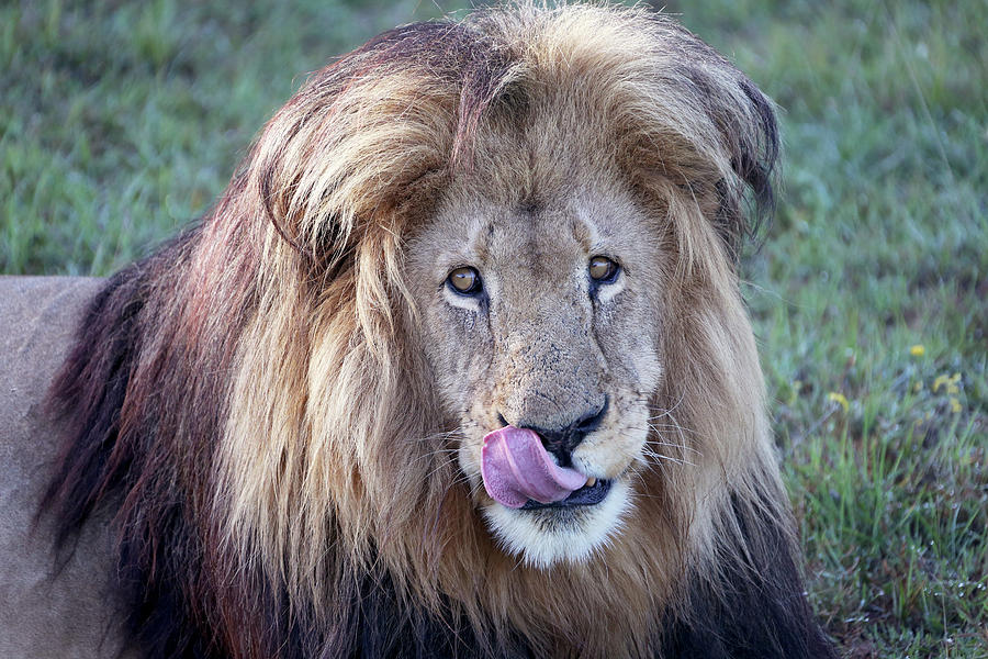 Wild Male Lion Licking His Chops Photograph by Michael Peak - Fine Art ...