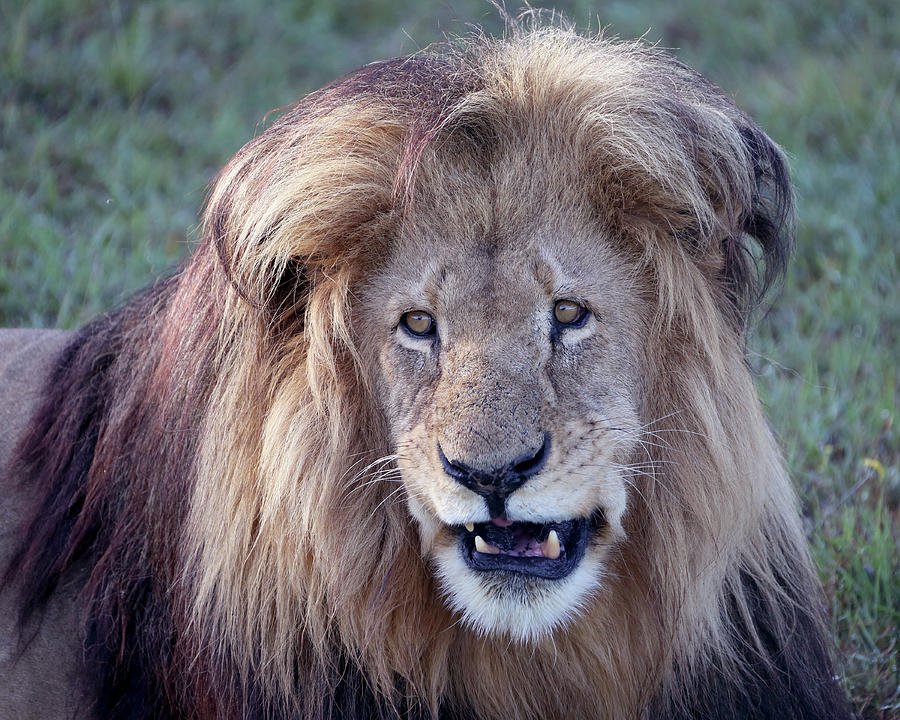 Wild Male Lion Portrait Photograph by Michael Peak - Pixels