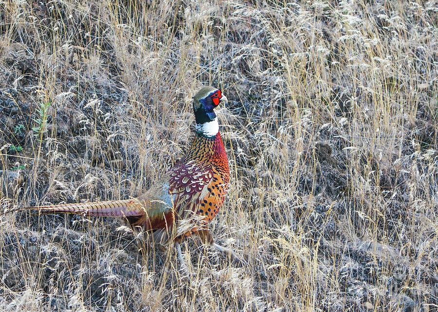 Wild, Male Ring Necked Pheasant In Cheney, Washington Photograph