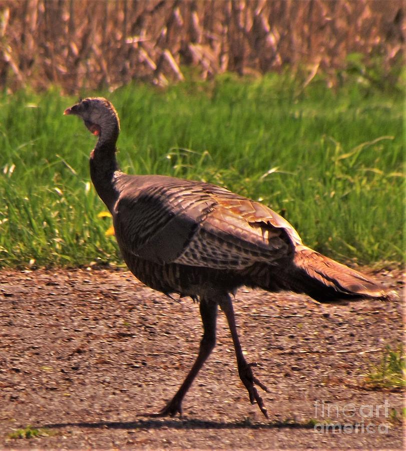 Wild Male Turkey Indiana Spring Photograph by Rory Cubel Pixels