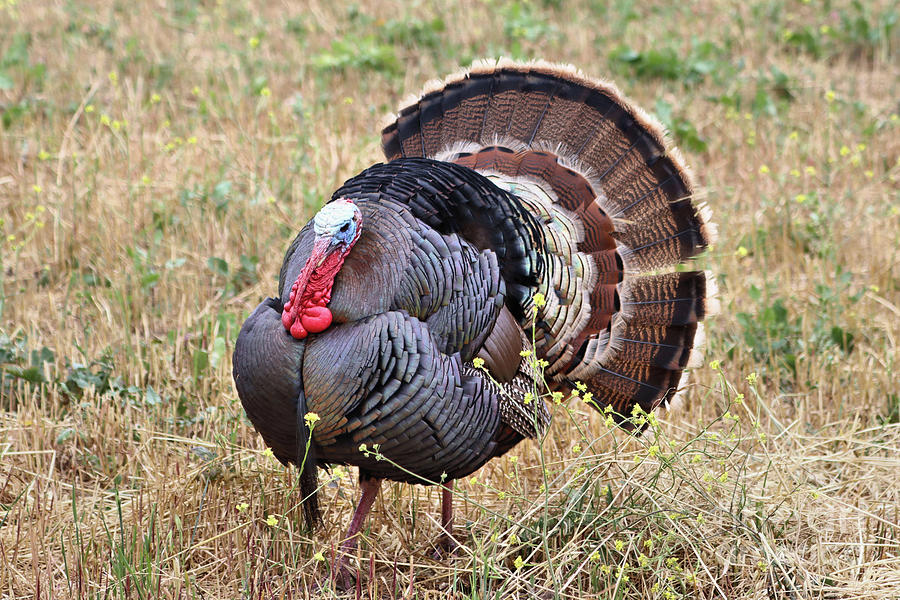 Wild Male Turkey Photograph by Vivian Krug Cotton